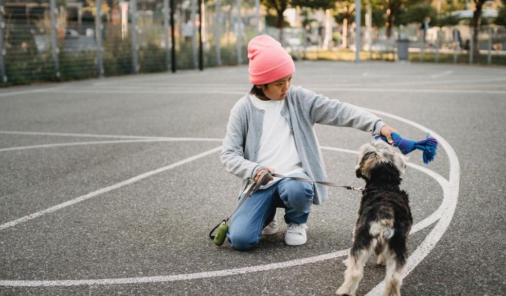 A child and a dog playing together A child and a dog playing together