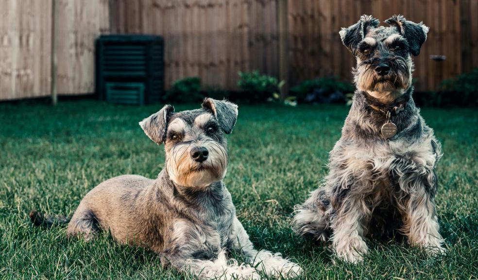 Photo of Dogs on Grass Photo of Dogs on Grass