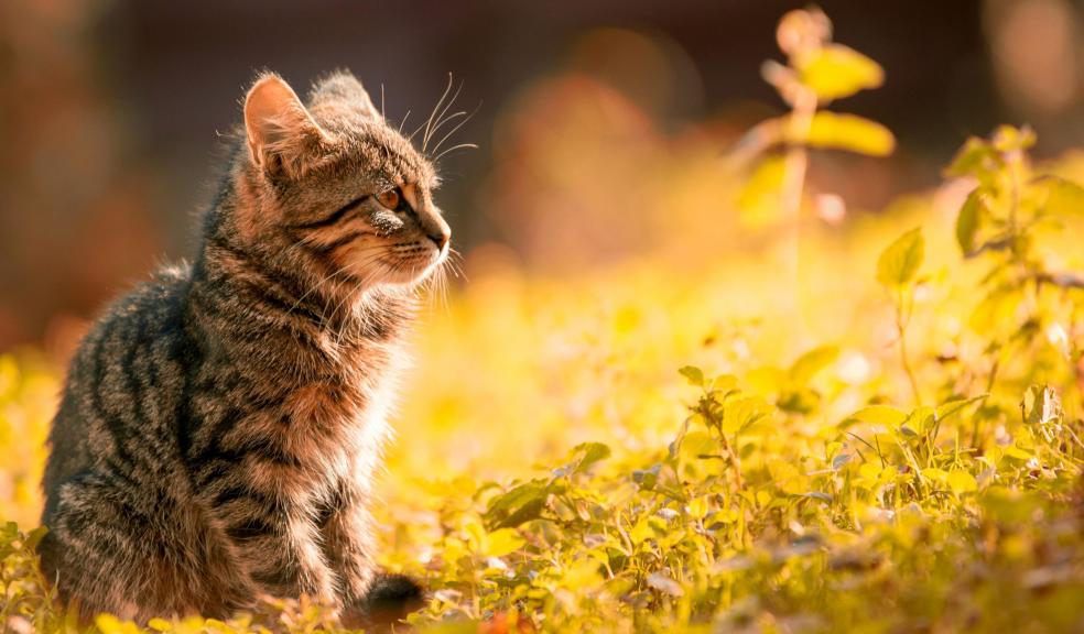 Tabby Kitten Sitting on the Grass Tabby Kitten Sitting on the Grass
