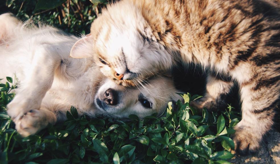 Orange Tabby Cat Beside Fawn Short-coated Puppy Orange Tabby Cat Beside Fawn Short-coated Puppy