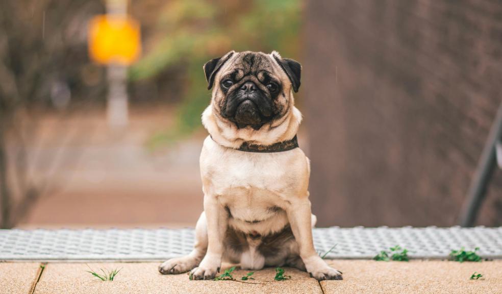 Pawn Pug Sitting on Beige Floor Pawn Pug Sitting on Beige Floor