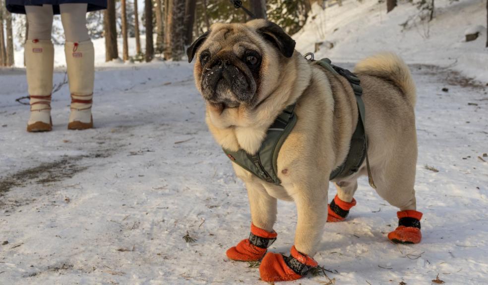 A dog wearing boots in the snow A dog wearing boots in the snow