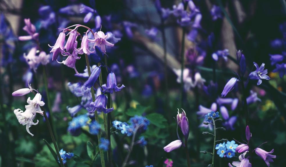 Selective Focus Photo of Purple-petaled Flowers Selective Focus Photo of Purple-petaled Flowers
