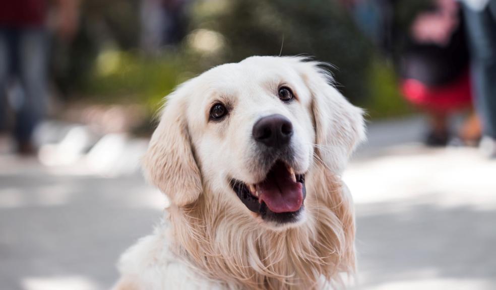 Adult Golden Retriever Close-up Photography Adult Golden Retriever Close-up Photography