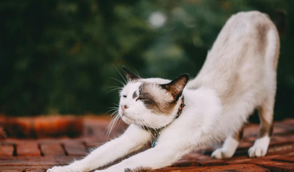 Stretching White Cat Stretching White Cat