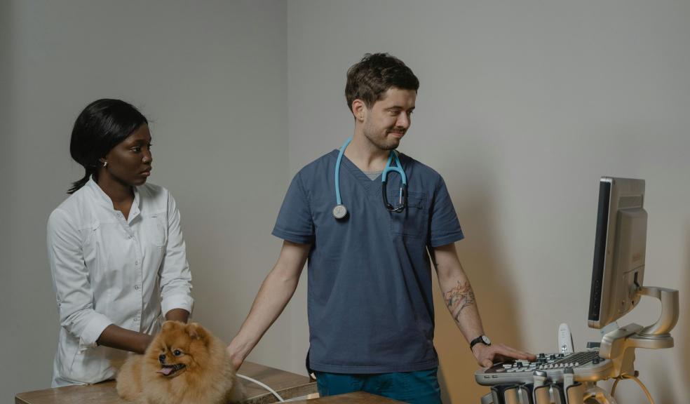 Veterinarian Checking Up the Dog Using an Ultrasound Machine Veterinarian Checking Up the Dog Using an Ultrasound Machine