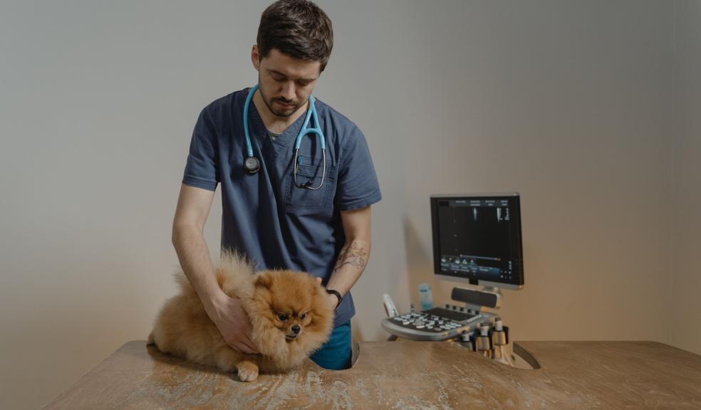 A Vet Holding a Cute Pomeranian A Vet Holding a Cute Pomeranian