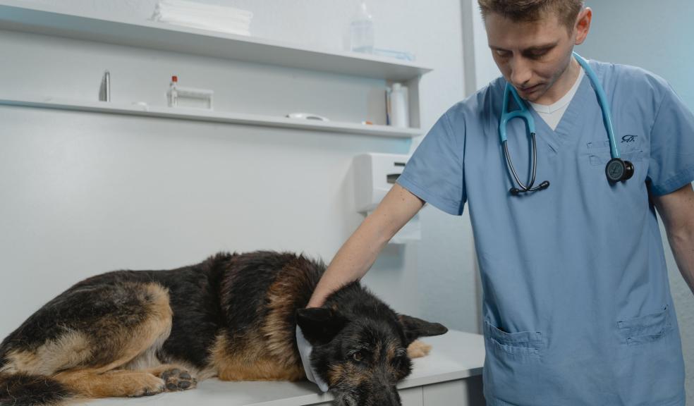 Man in Blue Scrub Suit Holding Black and Brown German Shepherd Man in Blue Scrub Suit Holding Black and Brown German Shepherd