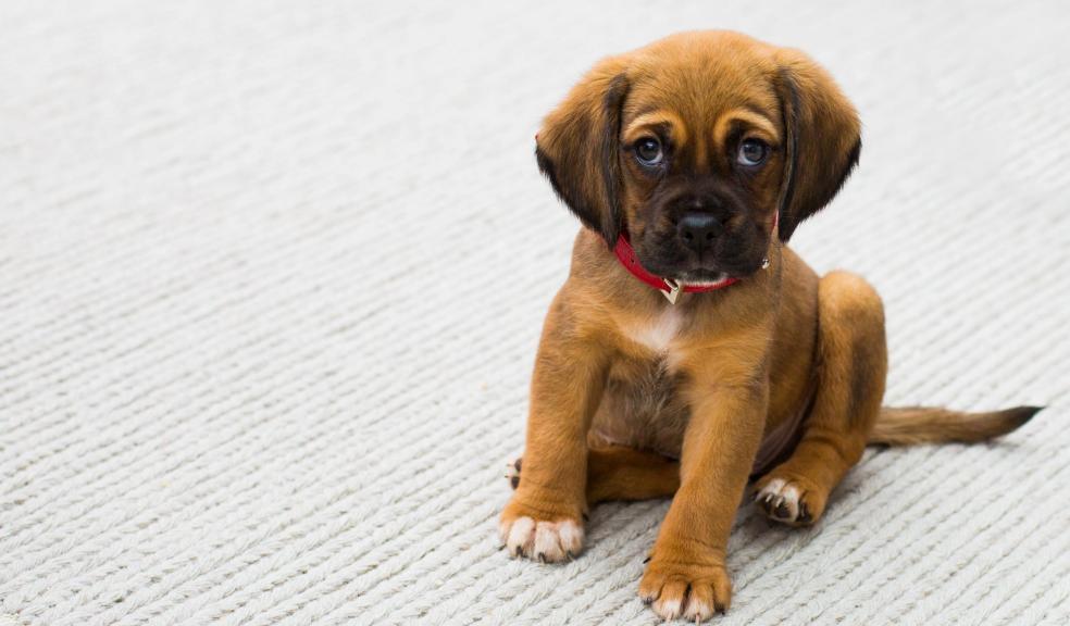 Puppy Sitting on Gray Textile