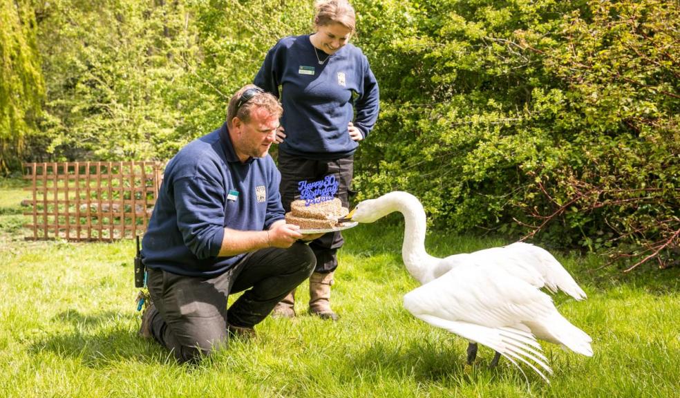 Pickles the Leeds Castle Swan Turns 30 Pickles the Leeds Castle Swan Turns 30