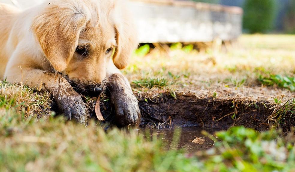 A muddy puppy A muddy puppy