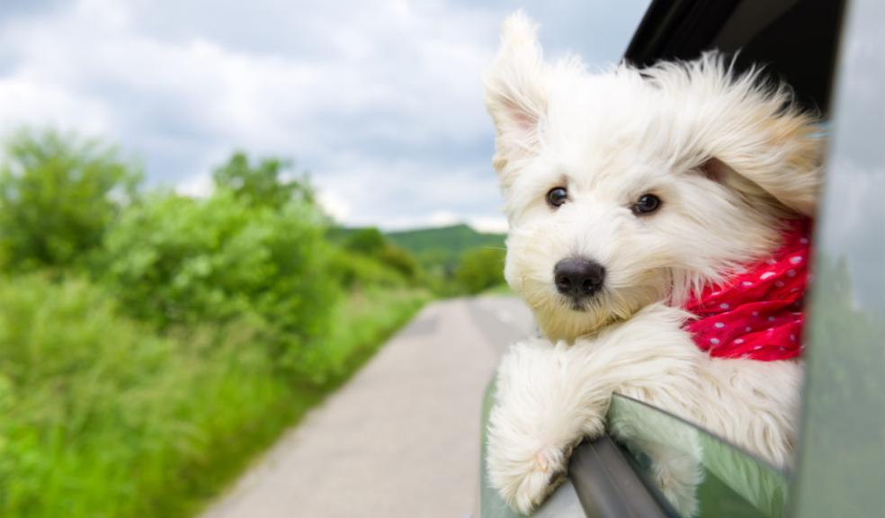 Help Your Anxious or Car Sick Dog Feel Better in the Car #PamperedPooch #PetFriendlyJourneys #CanineCalming #MotionSicknessSolutions #OnTheRoadWithFido #Heal