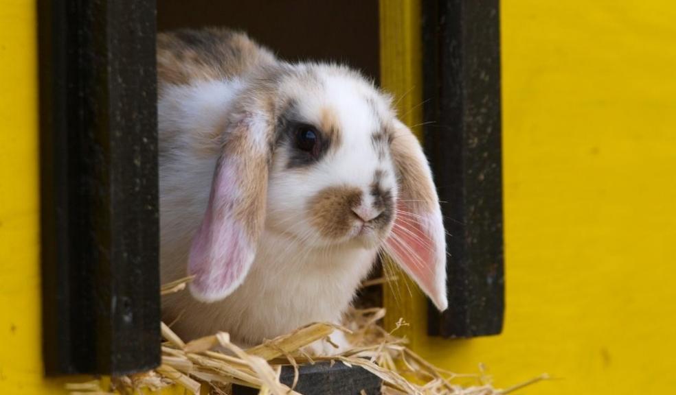 Rabbit Rabbit