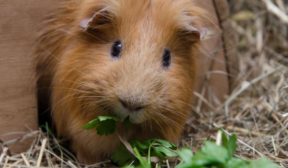 Red guinea pig Red guinea pig