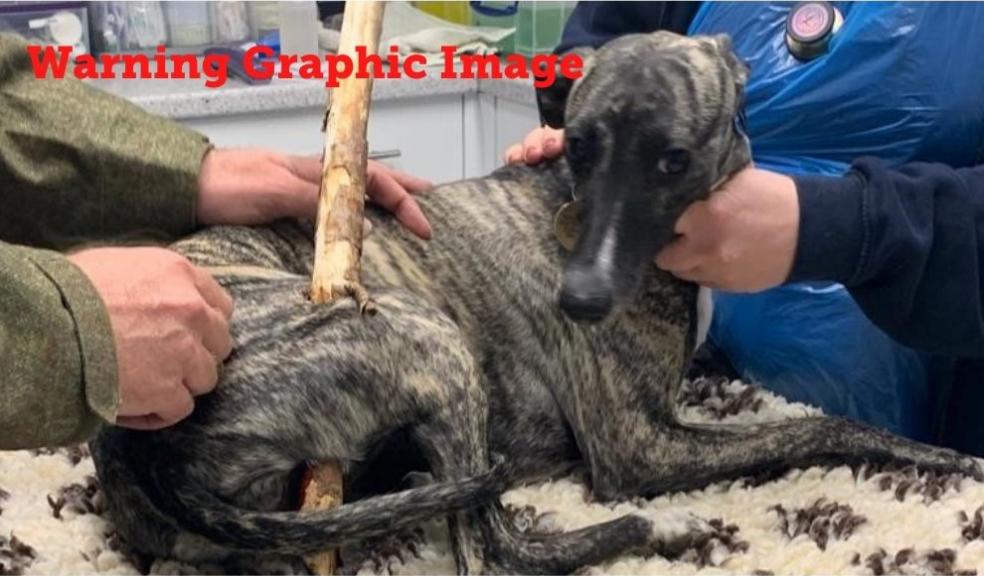 Roxy with Stick impaled - Vets Now Roxy with Stick impaled - Vets Now