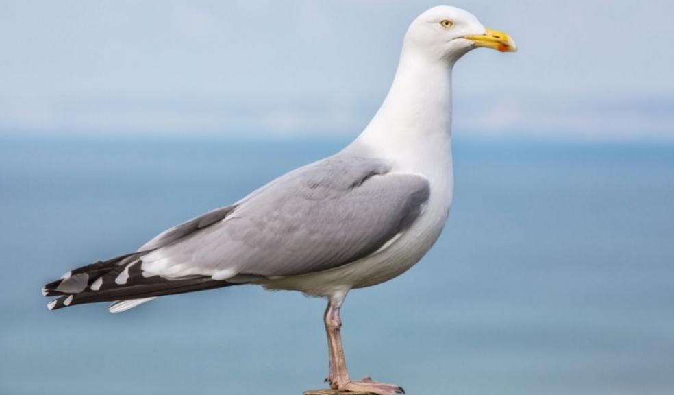 Seagull Seagull