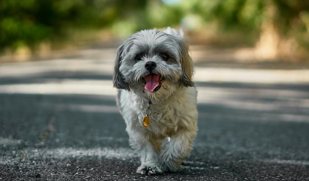 Shih Tzus Shih Tzus