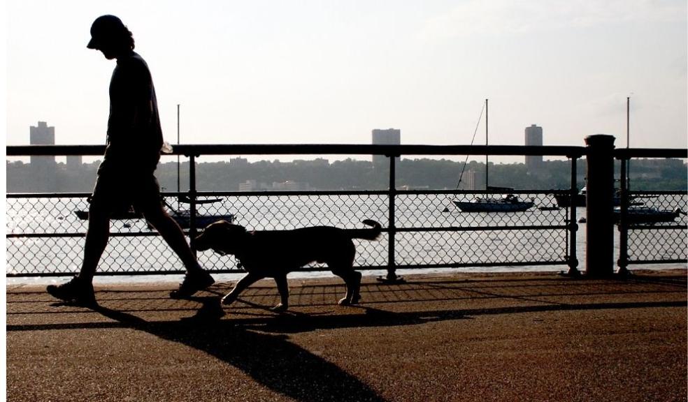Dog theft