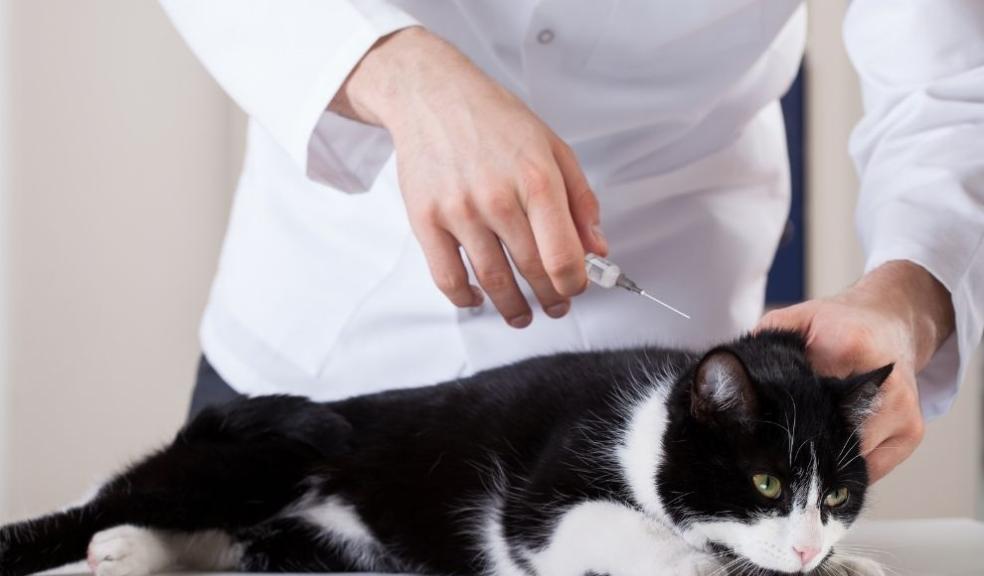 Annual Cat Booster Vaccinations