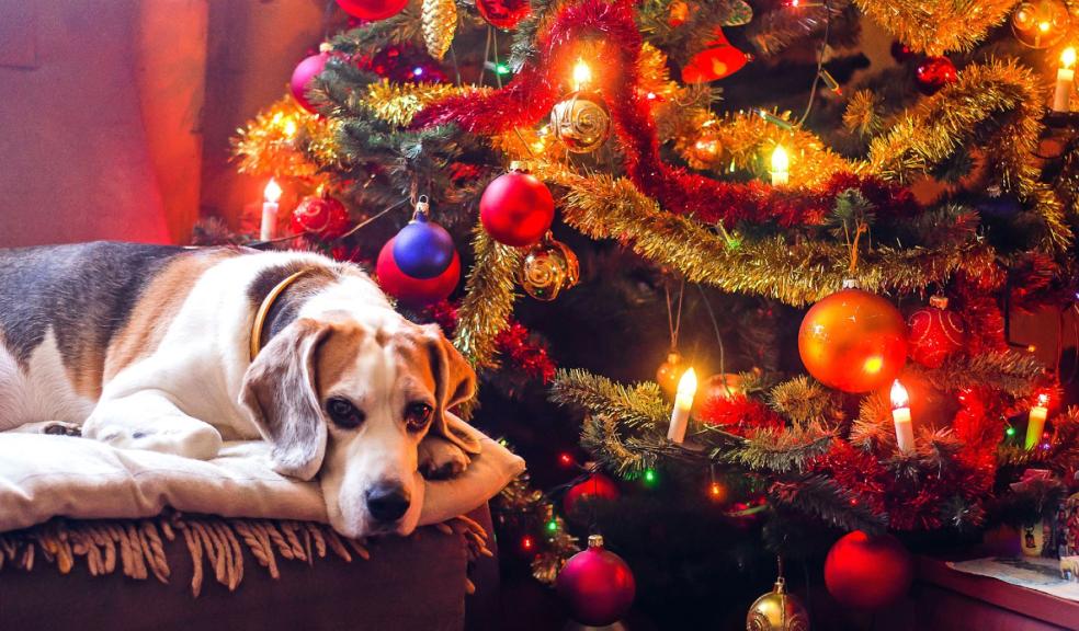 A dog at Christmas A dog at Christmas