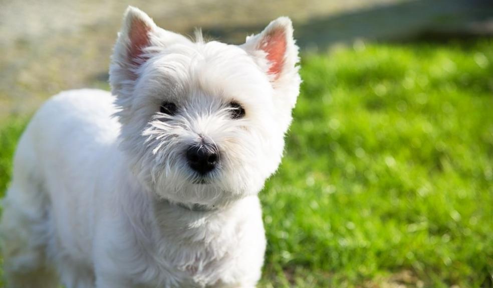 West Highland white terrier West Highland white terrier