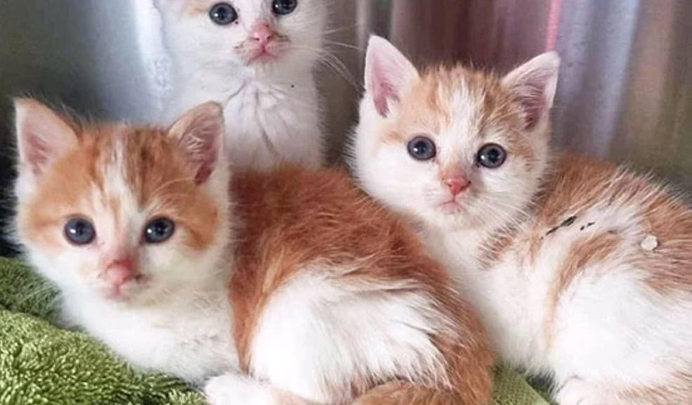 Ginger & white kittens Ginger & white kittens